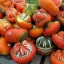 (Whole 1 Oz.) ฟักทองหมวก - Turk's Turban Pumpkin