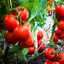 เมล็ดพันธุ์ มะเขือเทศ โอรีกอน สปริง - Oregon Spring Tomato Seed