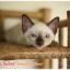 น้องแมวมาใหม่ วันที่ 1/4/2560