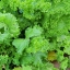 ผักกาดเขียวใบหงิก - Southern Giant Curled Mustard
