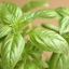 โหระพาใบใหญ่ - Italian Large Leaf Sweet Basil