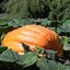 เมล็ดพันธุ์ ฟักทองยักษ์ โกลเวอร์ ใจแอนท์ Grower's Giant F1 Pumpkin