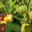 แคปกูสเบอรี่ - Cape gooseberry