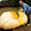 (Whole 1 oz) ฟักทองยักษ์ แอตแลนติก - Atlantic Giant Pumpkin