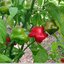 พริกมัสรูมแดง - Red Mushroom Pepper