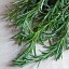 โรสแมรี่ - Rosemary Herb