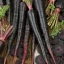 แครอทดำ แบล็คเนบิวล่า - Black Nebula Carrot