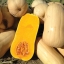 ฟักทองบัตเตอร์นัท นาราแกนเซท - Narragansett F1 Butternut Squash