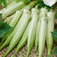 กะเจี๊ยบมอญขาว - Blondy Okra