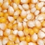 ข้าวโพดป็อปคอร์น - South American Yellow Pop Corn