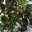 พริกซานตาเฟ่ แกรนด์ - Santa Fe Grande Pepper