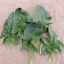 สปินิส ไวรอฟเลย์ - Viroflay Spinach
