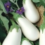 มะเขือขาวแคสเปอร์ - Casper Eggplant