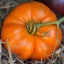 มะเขือเทศ อะมาน่า - Amana Orange Tomato