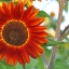 ทานตะวันสีแดง - Red Sunflower