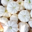 ฟักทองแคสเปอริต้า - Casperita F1 Pumpkin