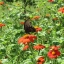 ดอกทานตะวันเม็กซิกัน - Mexican Sunflower