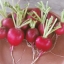 หัวบีช พันธุ์เออรี วอนเดอร์ - Early Wonder Beet