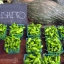 พริกญี่ปุ่น ชิชิโต - Shishito Pepper