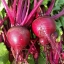 หัวบีช ดีทรอย - Detroit Dark Red Beets
