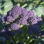 เบบี้บล็อคโคลี่สีม่วง - Purple Sprouting Broccoli