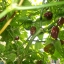 พริกฮาบาเนโร่สีน้ำตาล - Chocolate Habanero Pepper