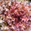 ผักสลัดแดงโบล์ว - Red salad bowl lettuce