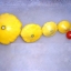 ฟักทองจานบินสีเหลือง - Golden Bush Scallop Squash