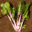สวิสชาร์ด ฟลามิงโก้ - Flamingo Swiss Chard