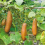 เมล็ดพันธุ์ แตงกวา บราวน์รัสเซีย Brown Russian Cucumber Seed