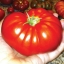 มะเขือเทศสเต็กสีแดง - Red Beefsteak Tomato