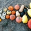 ฟักทองฮาโลวีนจิ๋ว แจ๊คบีลิตเติล - Jack Be Little Pumpkin