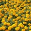 ดอกดาวเรืองคละสี - Mixed Marigold Flower