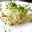 เมล็ดอัลฟาฟ่า - Organic Alfalfa Seeds