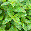 เลม่อนบาล์ม (สะระแหน่ฝรั่ง) - Lemon Balm