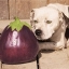 มะเขือยักษ์ แอสแวด - Aswad Giant Eggplant