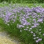 ต้นหอมฝรั่ง(ไชว์ส) - Common Chives