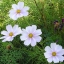 (Whole 1 Oz) ดาวกระจายสีขาว - White Cosmos Flower
